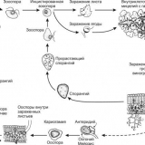 Prerada grožđa u jesen protiv bolesti i štetočina, prije zaklona za zimu